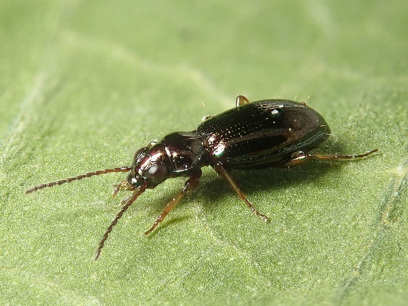Carabidae: Metallina lampros? quasi... Metallina properans